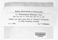 Peronospora knautiae image